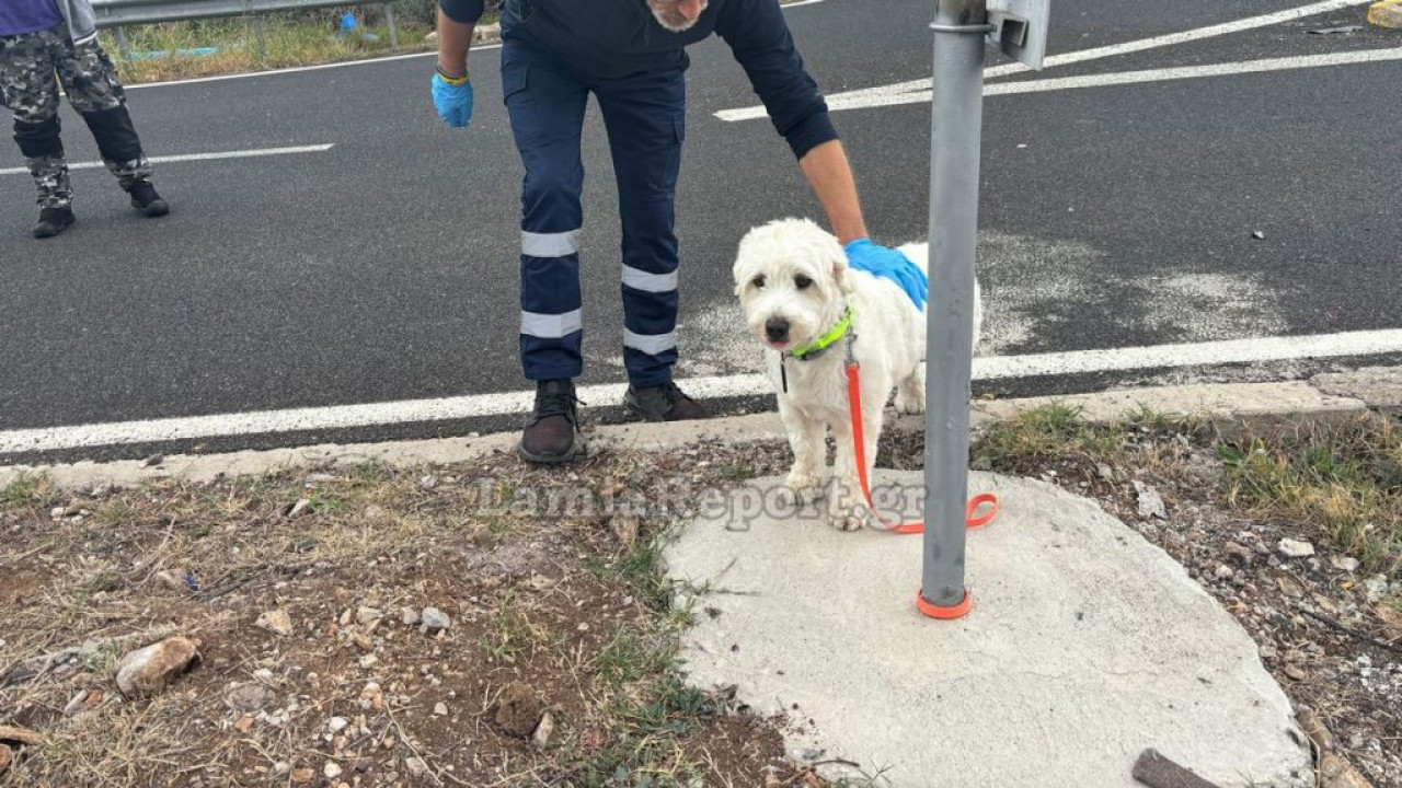 Λαμία: Νεκρός 54χρονος σε τροχαίο – Το σκυλάκι του περίμενε το αφεντικό του δίπλα στο σημείο του δυστυχήματος