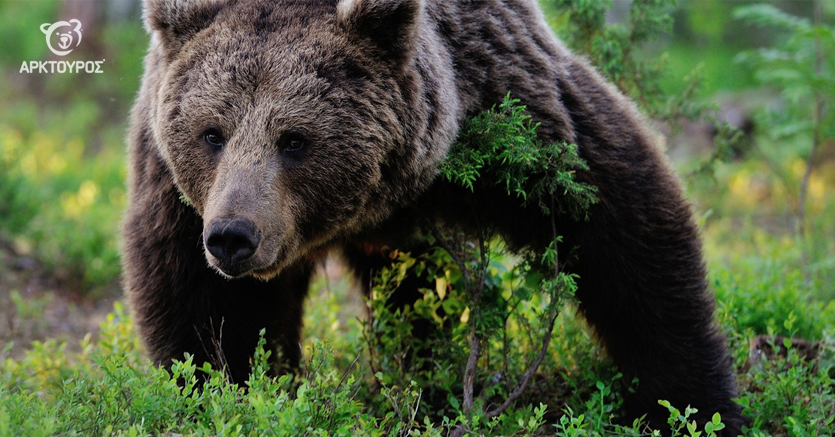 Σε ευρωπαϊκό πρόγραμμα για τη βελτίωση της συνύπαρξης ανθρώπων και μεγάλων σαρκοφάγων συμμετέχει «Αρκτούρος»