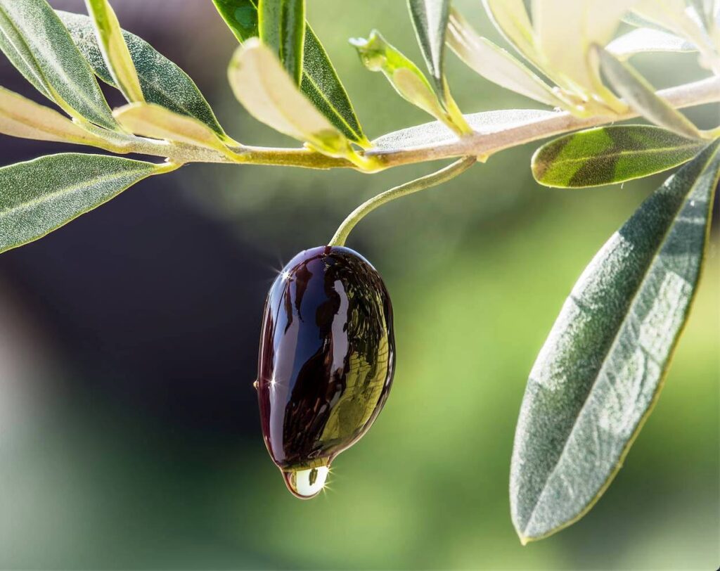 Το ελαιόλαδο και τα οφέλη του για την υγεία αναδείχθηκαν στο 6ο Διεθνές Συμπόσιο του Yale που ολοκληρώθηκε στο Ηράκλειο Κρήτης