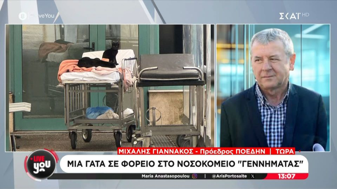 Νοσοκομείο «Γεννηματάς»: Σοκάρει η εικόνα με γάτες καθισμένες σε φορεία