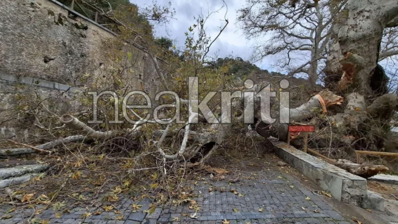 Ηράκλειο: Κατέρρευσε τμήμα του ιστορικού πλάτανου στο Κράσι