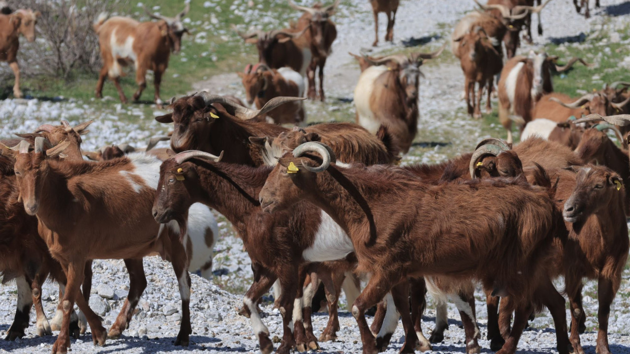 Ηράκλειο: Απαγόρευση μετακίνησης αιγοπροβάτων προς σφαγή, λόγω κρούσματος ευλογιάς