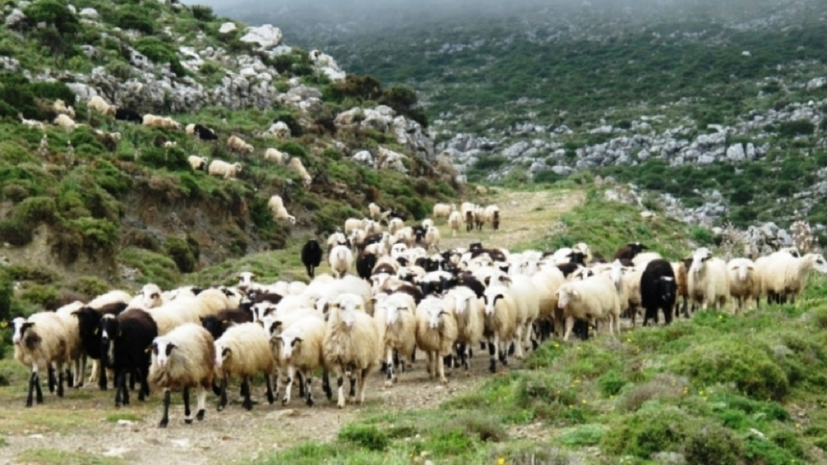 Ευλογιά προβάτων στο Ηράκλειο: Θετικό το δείγμα – Οργισμένη ανακοίνωση κτηνοτρόφων