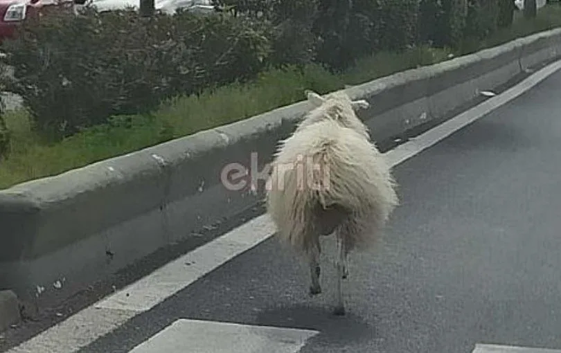 Ηράκλειο: Άναυδοι έμειναν οι οδηγοί με το  αρνάκι που «έκοβε βόλτες» στη Λεωφόρο Κνωσού