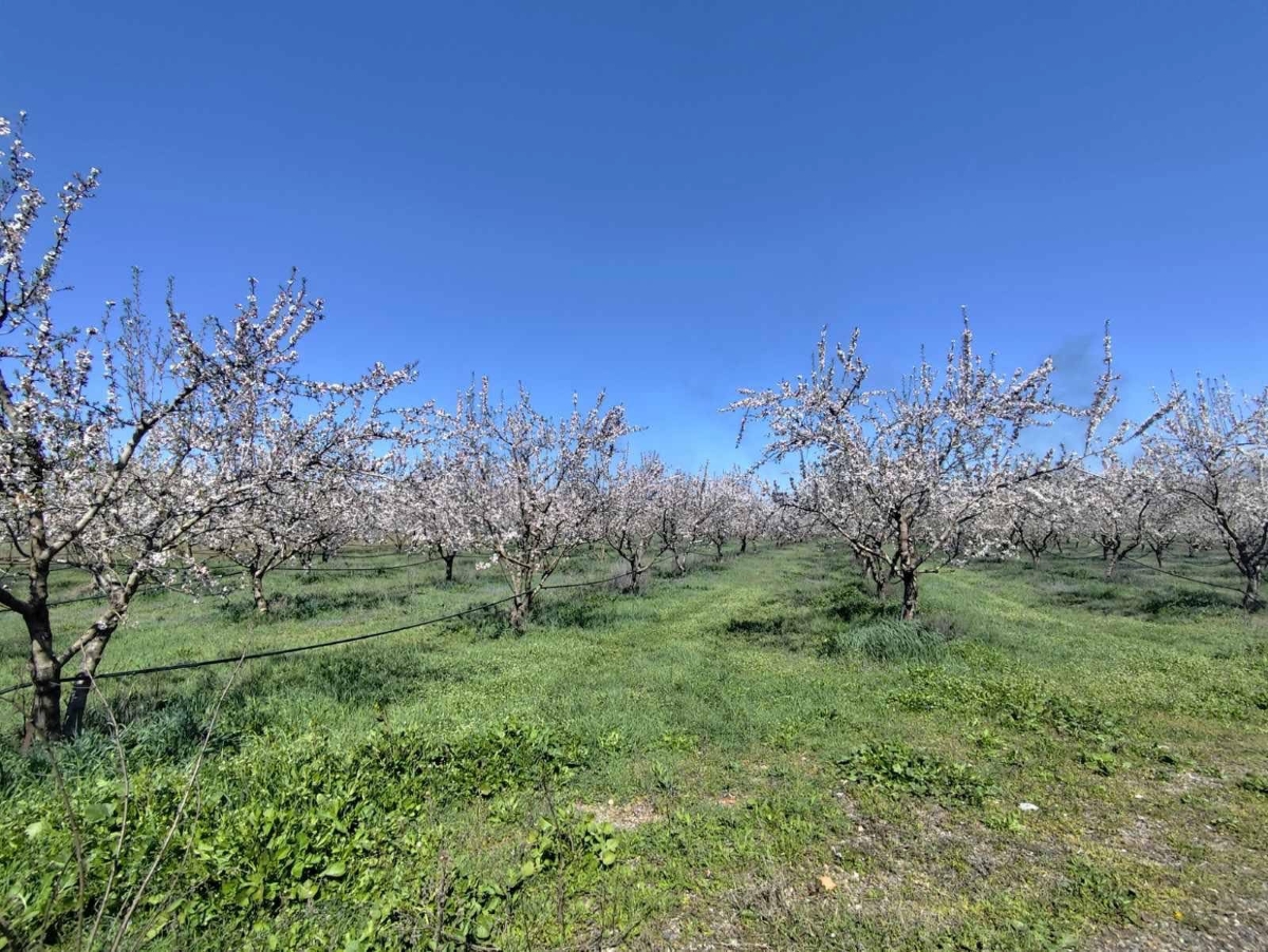 Ερώτηση Οδυσσέα Κωνσταντινόπουλου για τον παγετό στα δέντρα της Μαντινείας