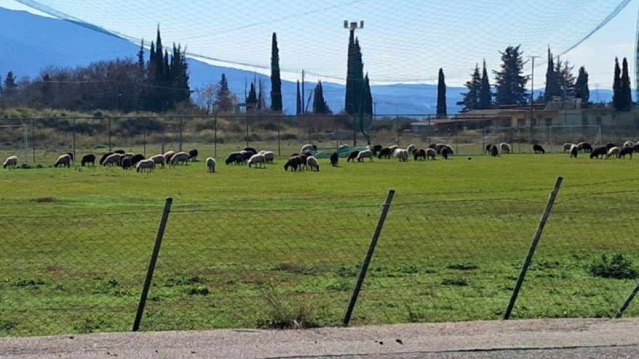 Ρέθυμνο: Πρόβατα βόσκησαν σε γήπεδο