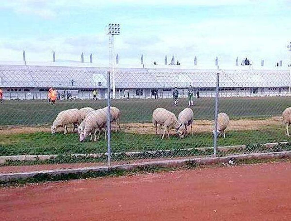 Πρόβατα που ξέφυγαν από τον βοσκό έφαγαν το γκαζόν στο γήπεδο Γερανίου στο Ρέθυμνο Κρήτης – Η ανακοίνωση της Κοινότητας